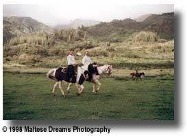 Horseback riding on Maui's beautiful mountains